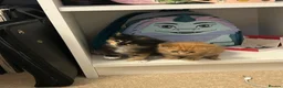 Mixed Breed cats for sale: Mixed Exotic Kittens in Torpoint - Advert 7