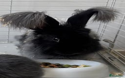 English Lop rabbits for sale: Angora Female bunny and male angora / lop mix  - Image 2