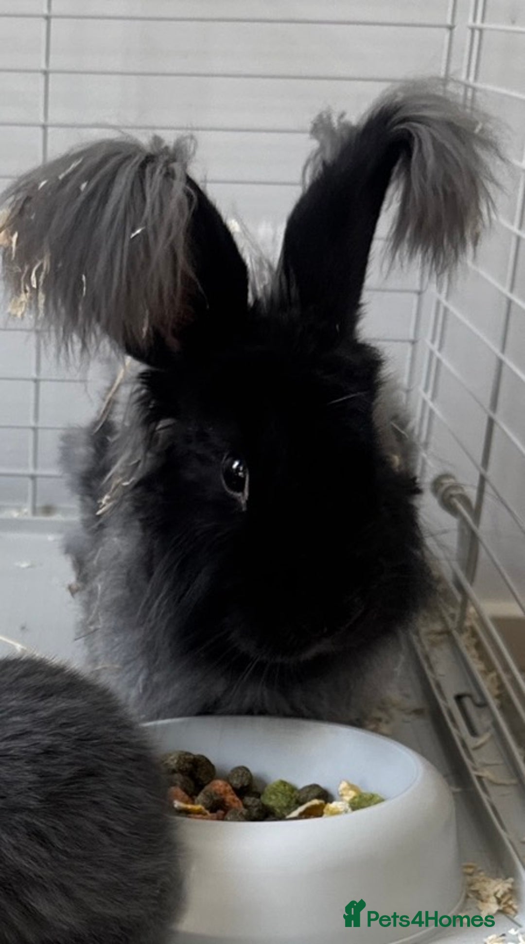 English Lop rabbits for sale: Angora Female bunny and male angora / lop mix  - Image 2