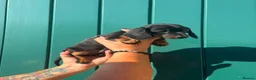 Miniature Dachshund dogs for sale: Black and Tan miniature dachshund pups for sale - Advert 7