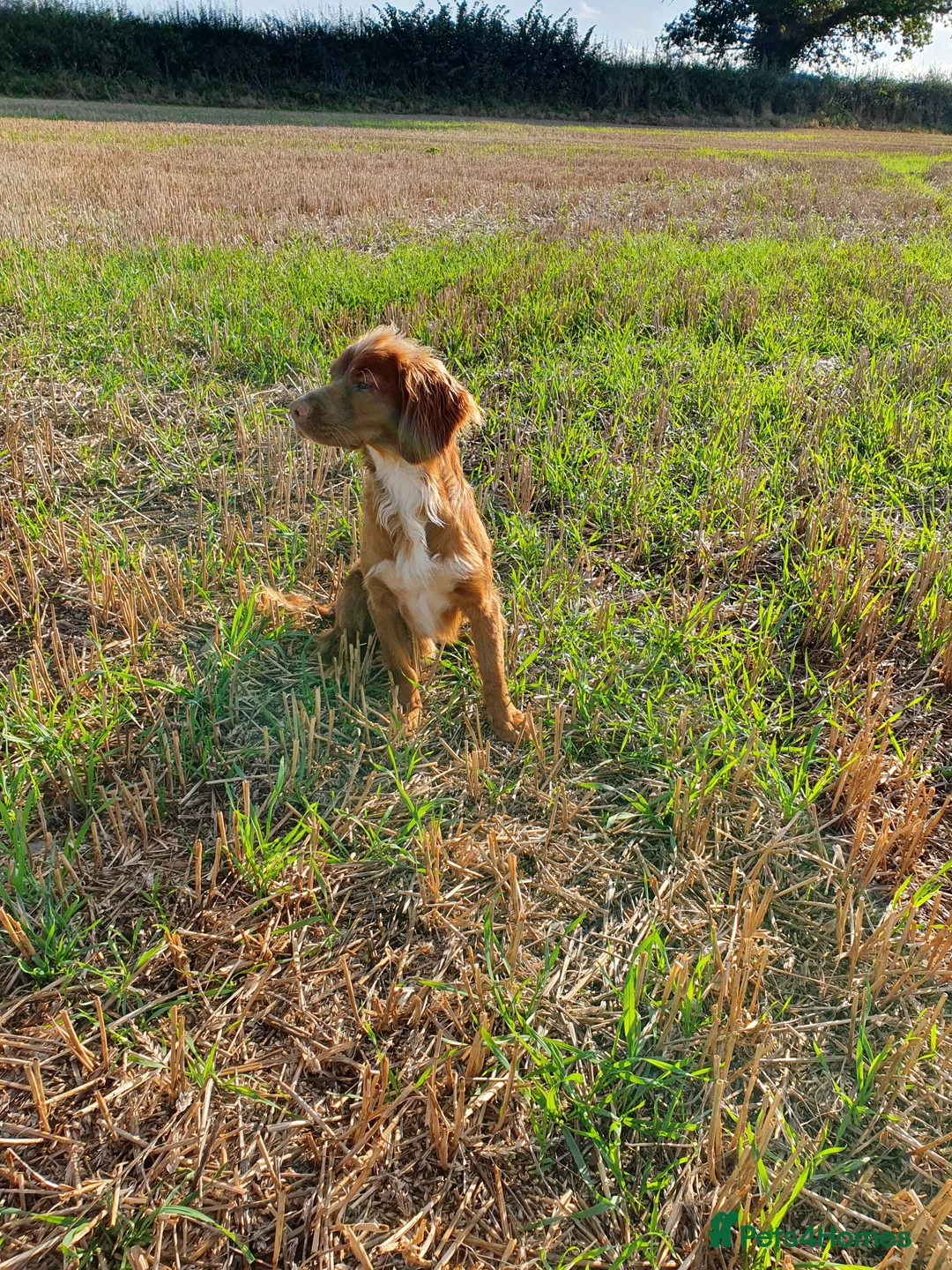 Cocker Spaniel dogs for stud: HEALTH TESTED KC WORKING COCKER SPANIEL STUD in Wolverhampton - Advert 4