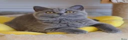 British Shorthair cats for sale: Full vaccination&Register GCCF BSH kittens 💝 - Advert 6
