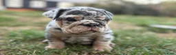 English Bulldog dogs for sale: Stunning KC reg English Bulldog puppies. in Newbury - Advert 21