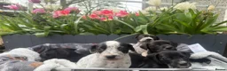 Mixed Breed dogs for sale: Adorable Dalmatian X Welsh Collie - Advert 9