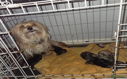 Mixed Breed dogs for sale: 4 tiny puppies - Image 2
