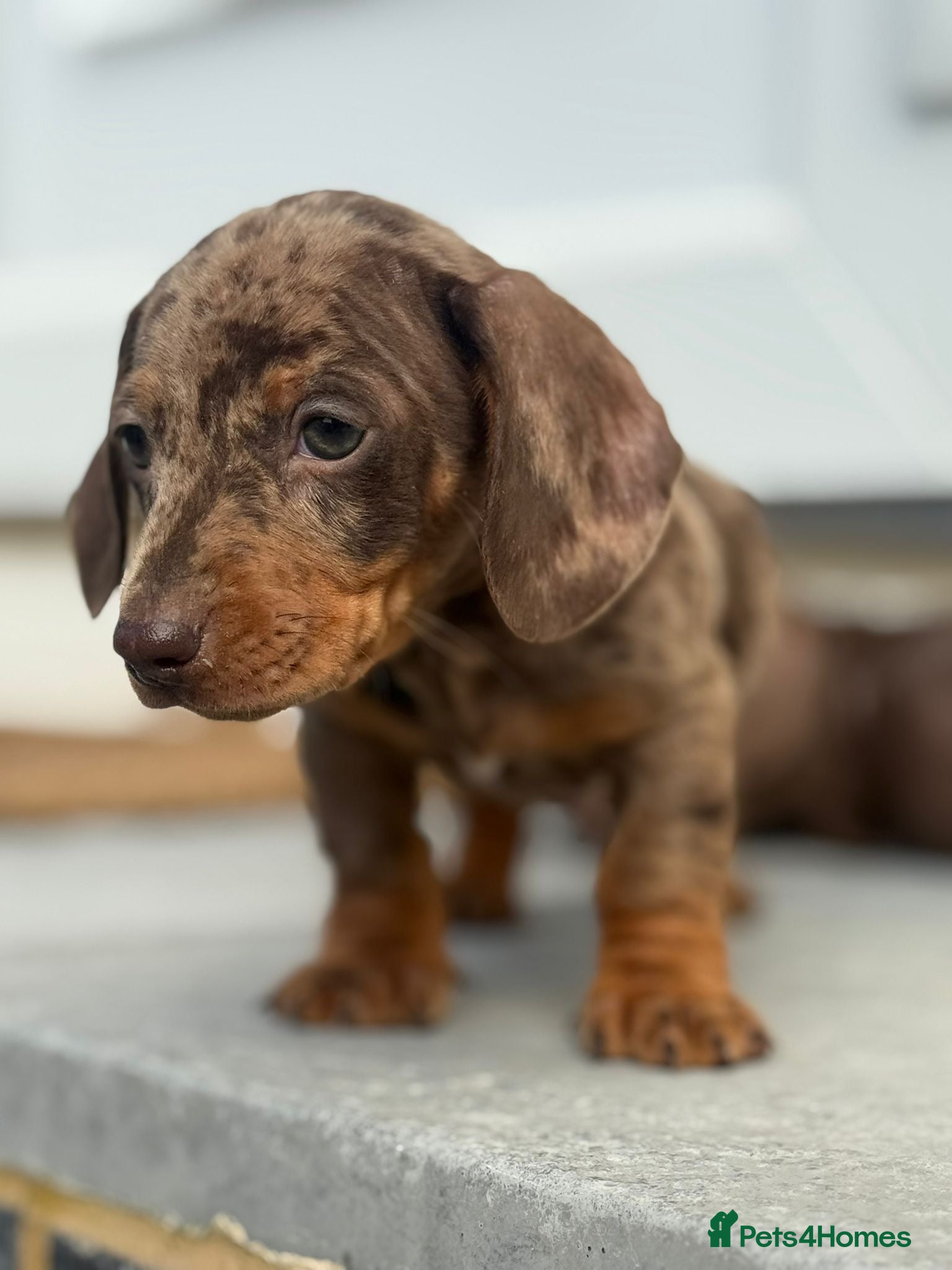 Dachshund dogs Darling Dachshunds 🌟 - Advert 1