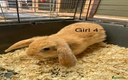 Mini Lop rabbits for sale: Mini lop bunnies  - Image 5