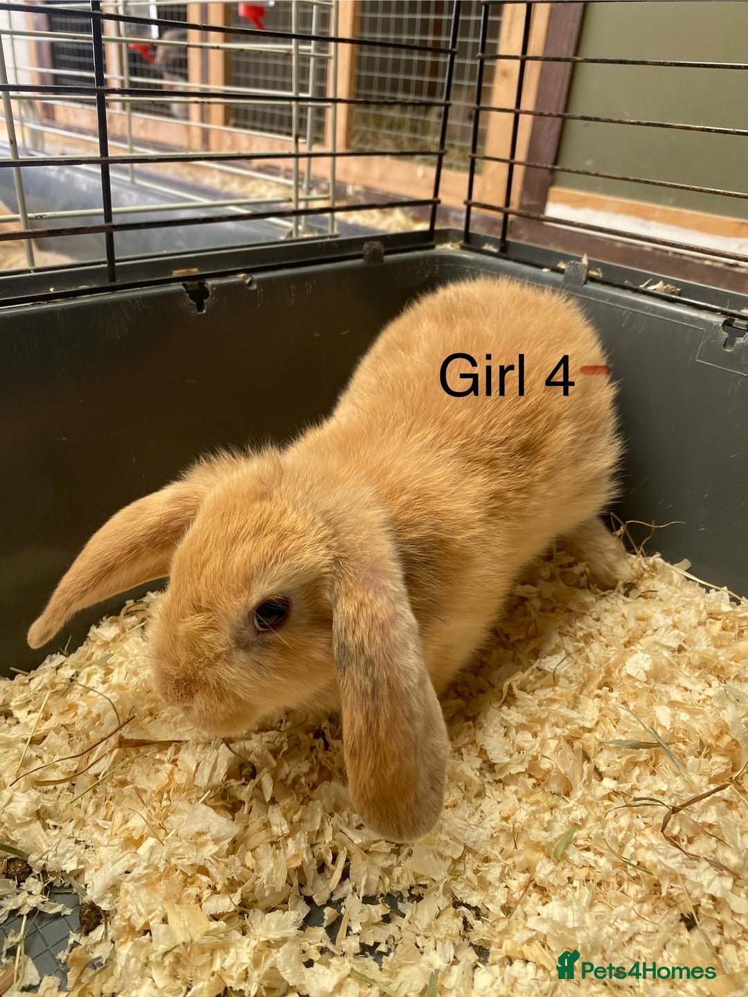 Mini Lop rabbits for sale: Mini lop bunnies  - Image 5