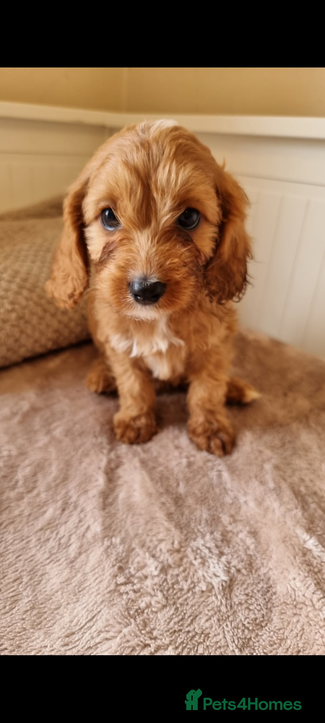 Cavapoo dogs for sale: Gorgeous Cavapoos ready for the perfect home 💖🏡 - Image 4