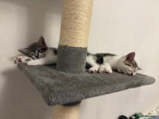 Mixed Breed cats Europian shorthair domestic kittens for sale Luton - Advert 3