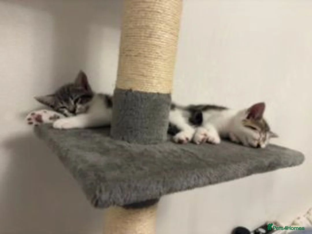 Mixed Breed cats for sale: Europian shorthair domestic kittens for sale Luton - Advert 1