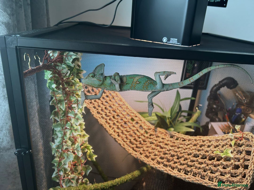 Chameleon reptiles for sale: Male chameleon loki  - Image 7