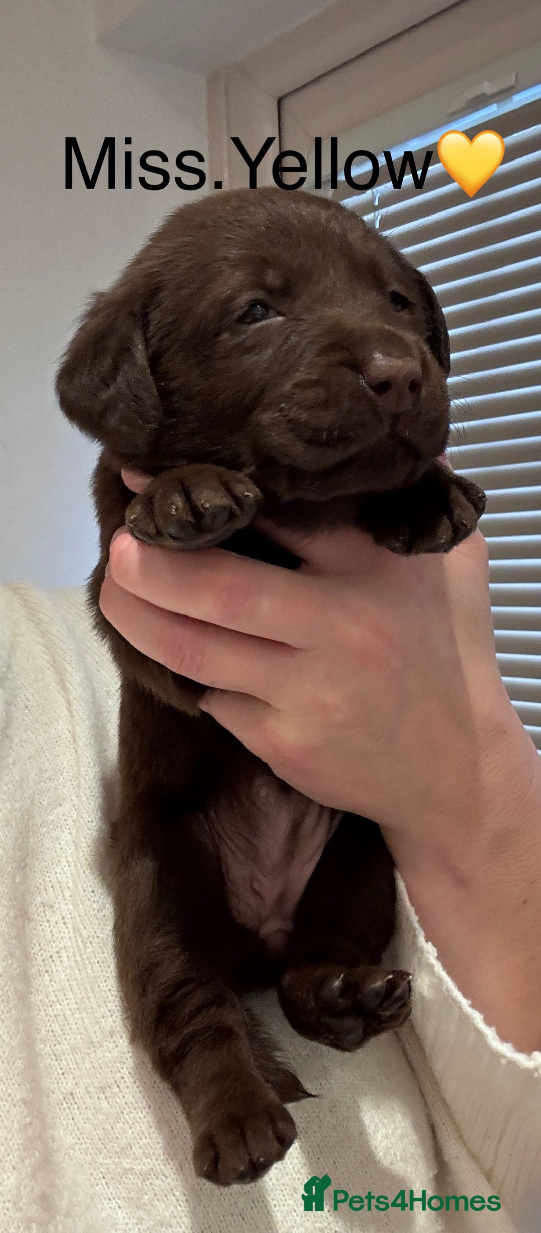 Labrador Retriever dogs for sale: Outstanding Quality Chocolate Labrador Puppies - Image 7