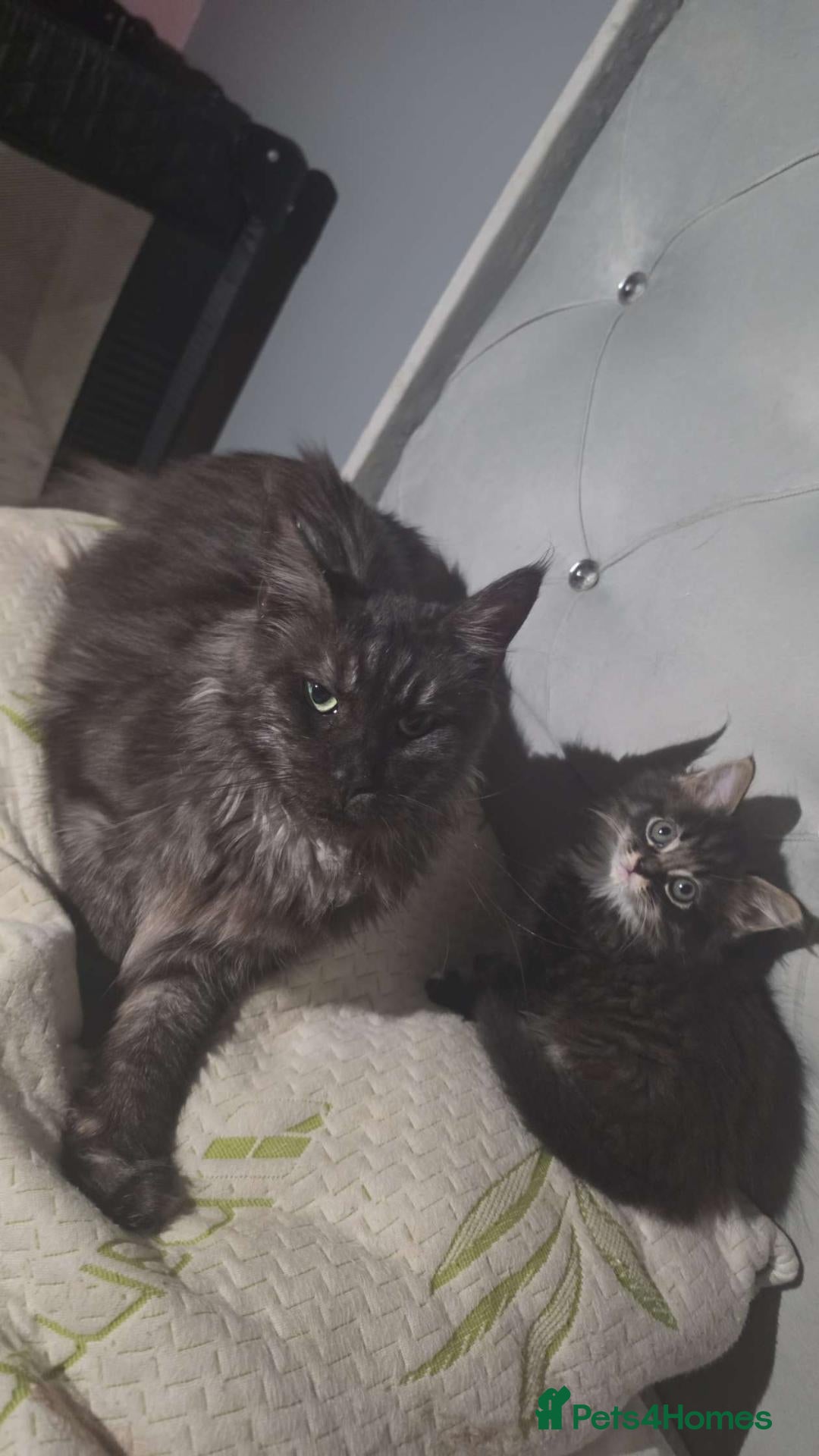 Maine Coon cats Beautiful boy left  - Advert 2
