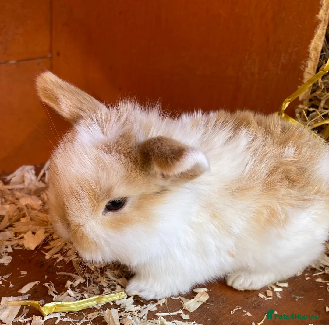 Mini Lop rabbits for sale: STUNNING PURE BREED MINI LOPS  - Advert 1