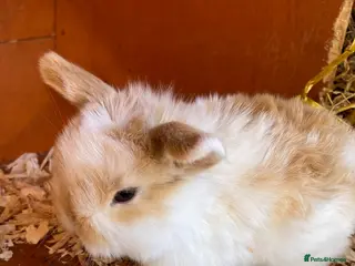 Mini Lop rabbits STUNNING PURE BREED MINI LOPS - Advert 1