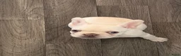 French Bulldog dogs for sale: French bulldog puppies - Advert 3