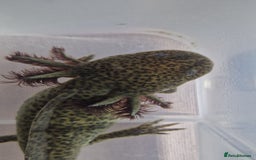 Axolotl reptiles for sale: Axolotls - Image 21