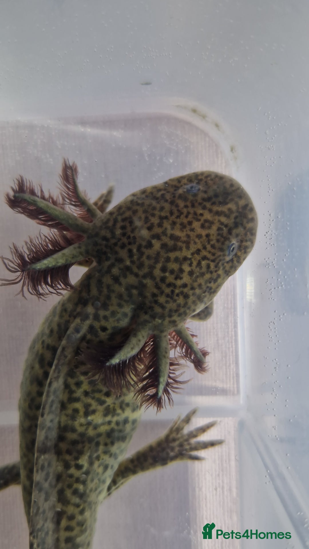 Axolotl reptiles for sale: Axolotls - Image 21