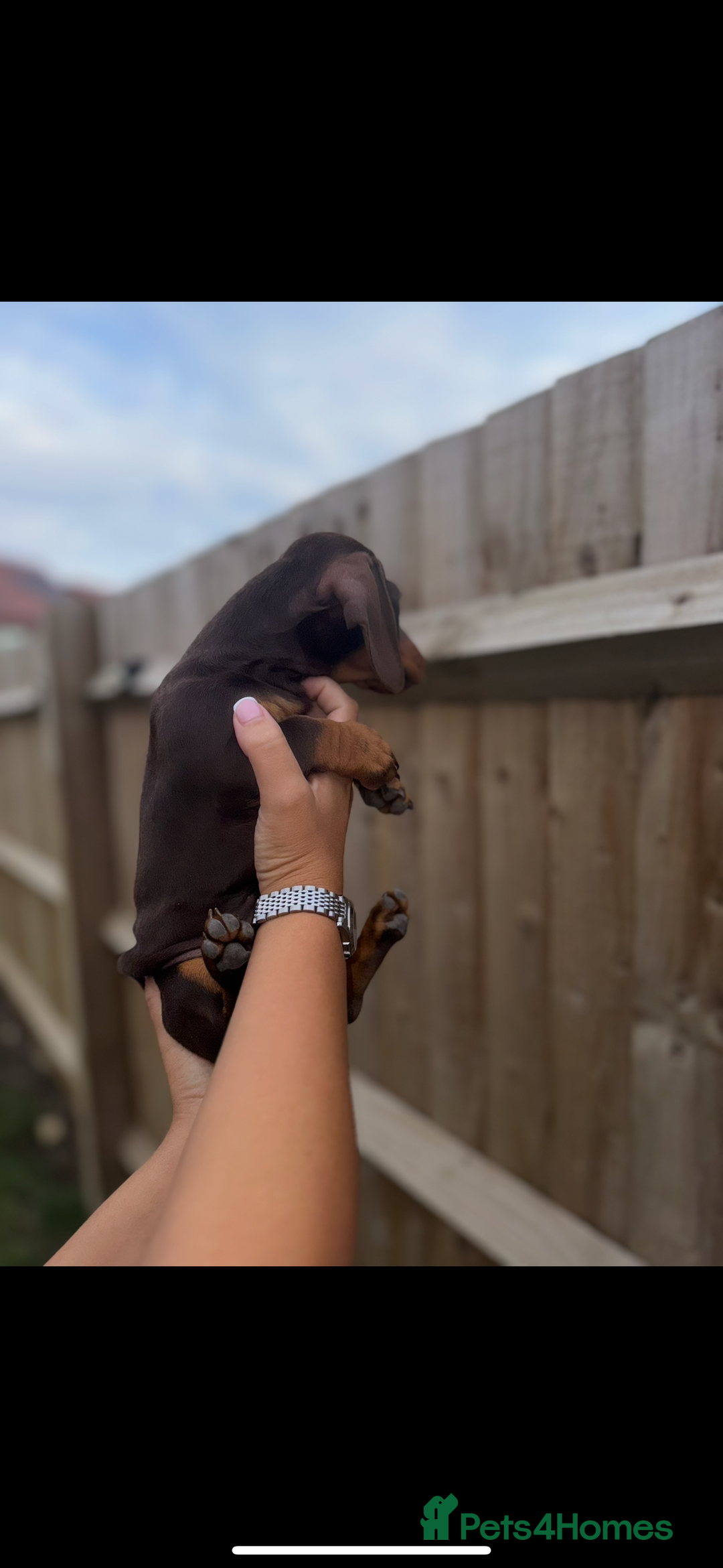 Miniature Dachshund dogs for sale: Beautiful KC female miniature dachshund💗 - Image 2