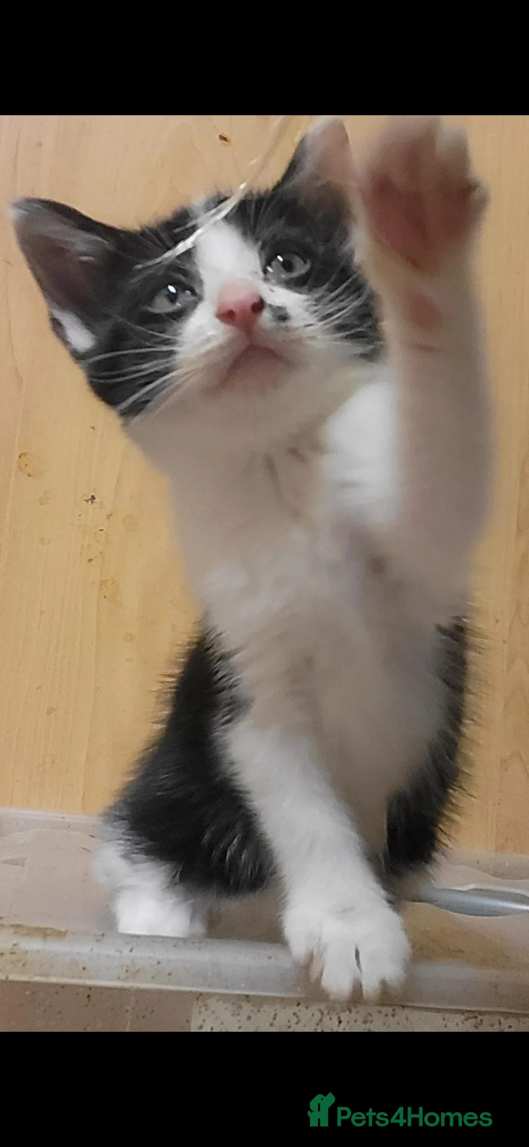 Mixed Breed cats for sale: Kitten male 8 wks - Advert 2