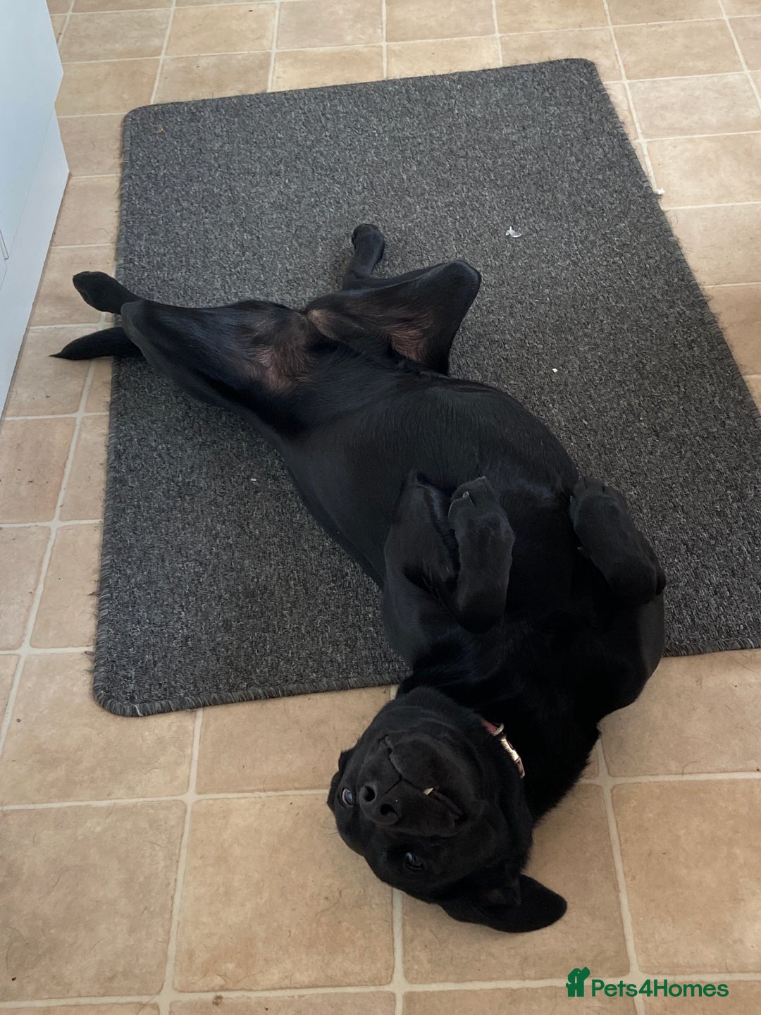 Labrador Retriever dogs for sale: For sale Female Labrador  - Image 2