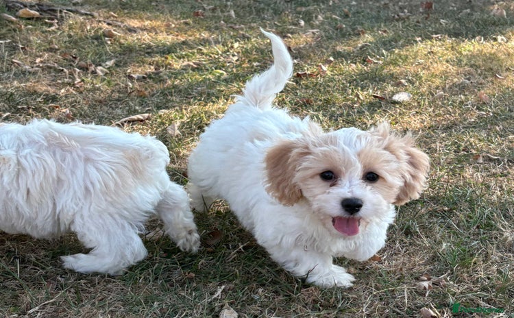 Cavachon dogs - Advert 5