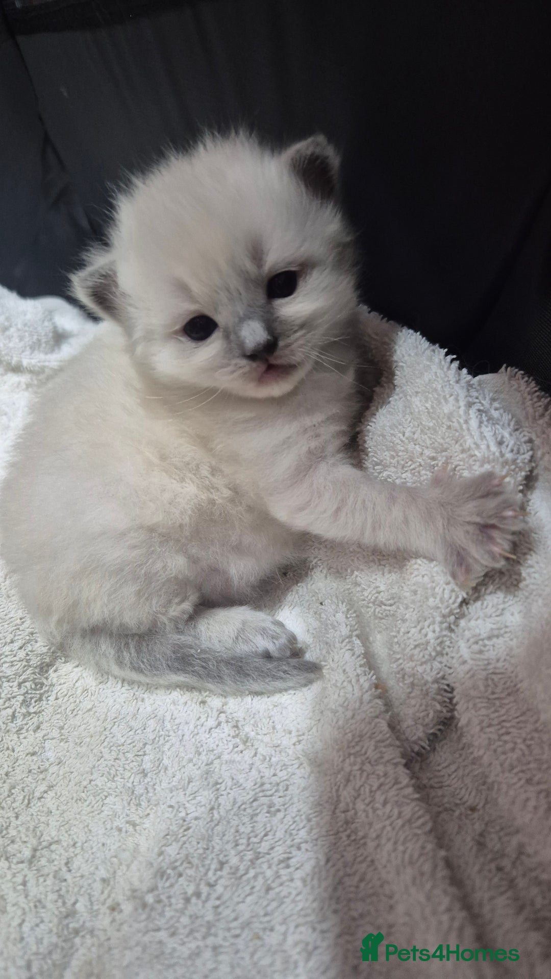 Ragdoll cats for sale: Adorable Ragdoll Kittens for sale - Advert 8