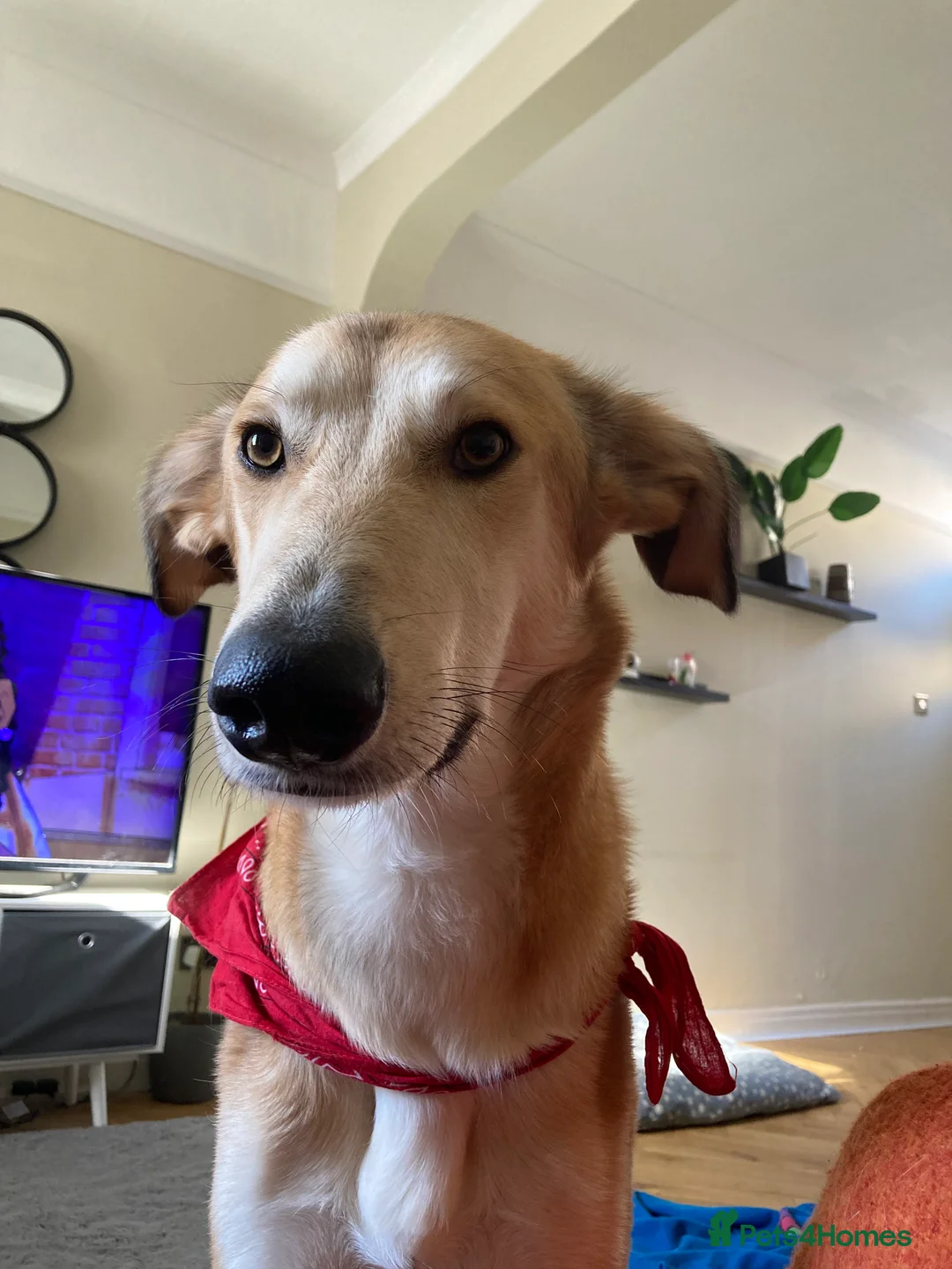 Mixed Breed dogs for sale: Merlin - Advert 8