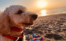 Cockapoo dogs for stud: Chaco - f1b cockapoo for stud - Image 9