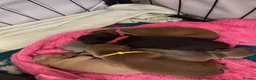 Italian Greyhound dogs for sale: Beautiful Italian greyhound puppies  - Advert 8