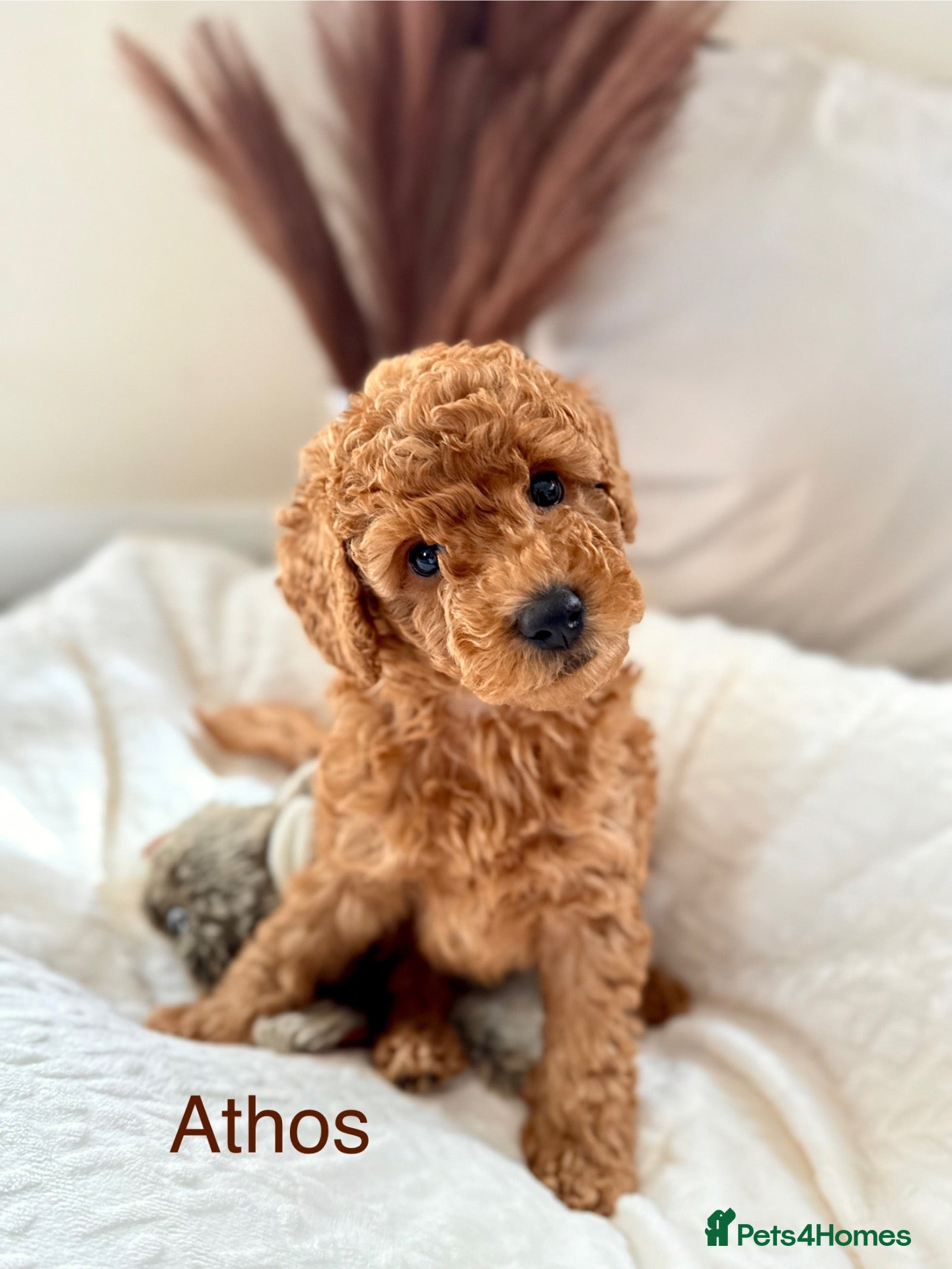 Toy Poodle dogs KC registered/5GEN Pedigree/Champion line/DNAclear - Advert 2
