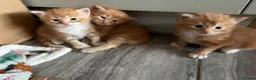 Mixed Breed cats for sale: Beautiful Ragdoll Cross Kittens - Advert 4