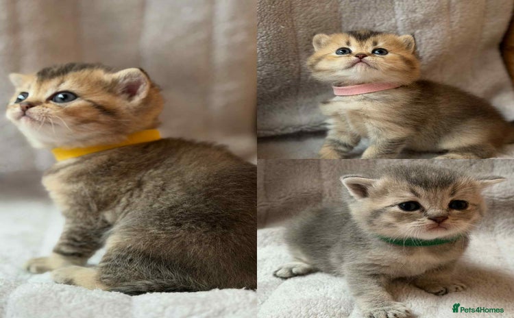 British Shorthair cats - Advert 14