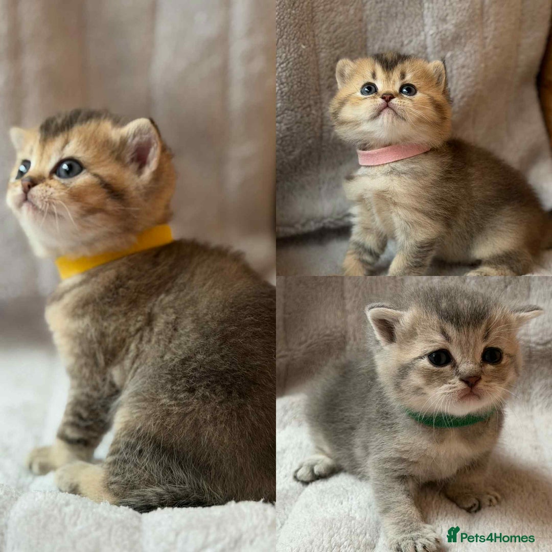 British Shorthair cats for sale: Lovely British Shorthair Golden TiCA - Image 1