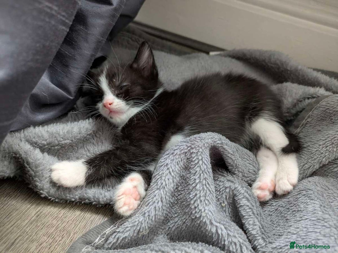 Turkish Van cats for sale: Black and white kittens last boy left  - Image 34