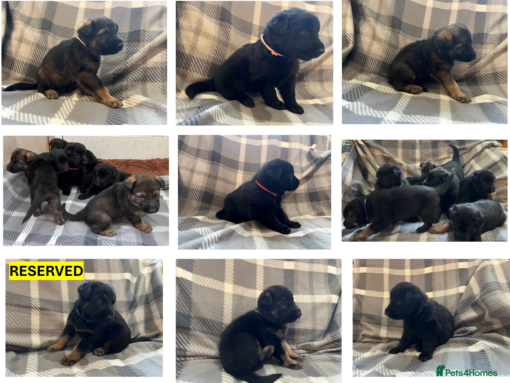 German Shepherd dogs Straight Back w/line German Shepherd puppies - Advert 4
