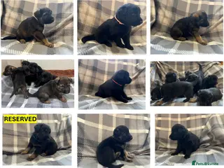 German Shepherd dogs Straight Back w/line German Shepherd puppies - Advert 4