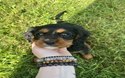 Cavalier King Charles Spaniel dogs for sale: Cavalier King Charles  - Image 7