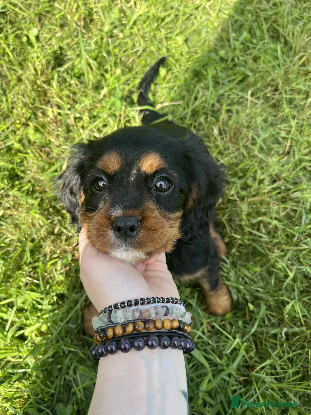 Cavalier King Charles Spaniel dogs for sale: Cavalier King Charles  - Image 7