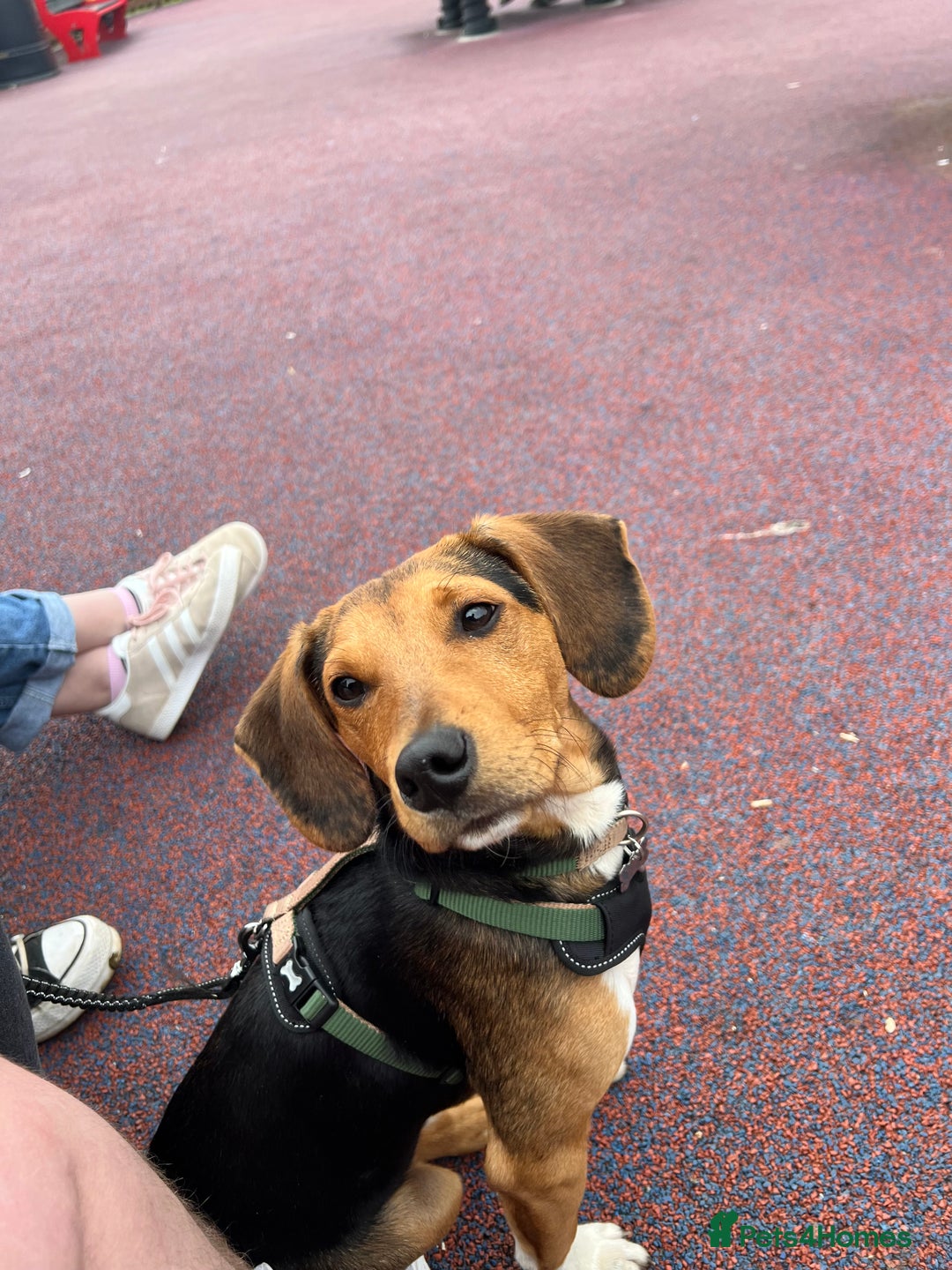 Mixed Breed dogs for sale: looking for an understanding home for our rescue - Advert 7