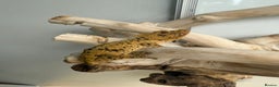 Gecko reptiles for sale: 2 x full paired crested gecko set ups available  - Advert 3