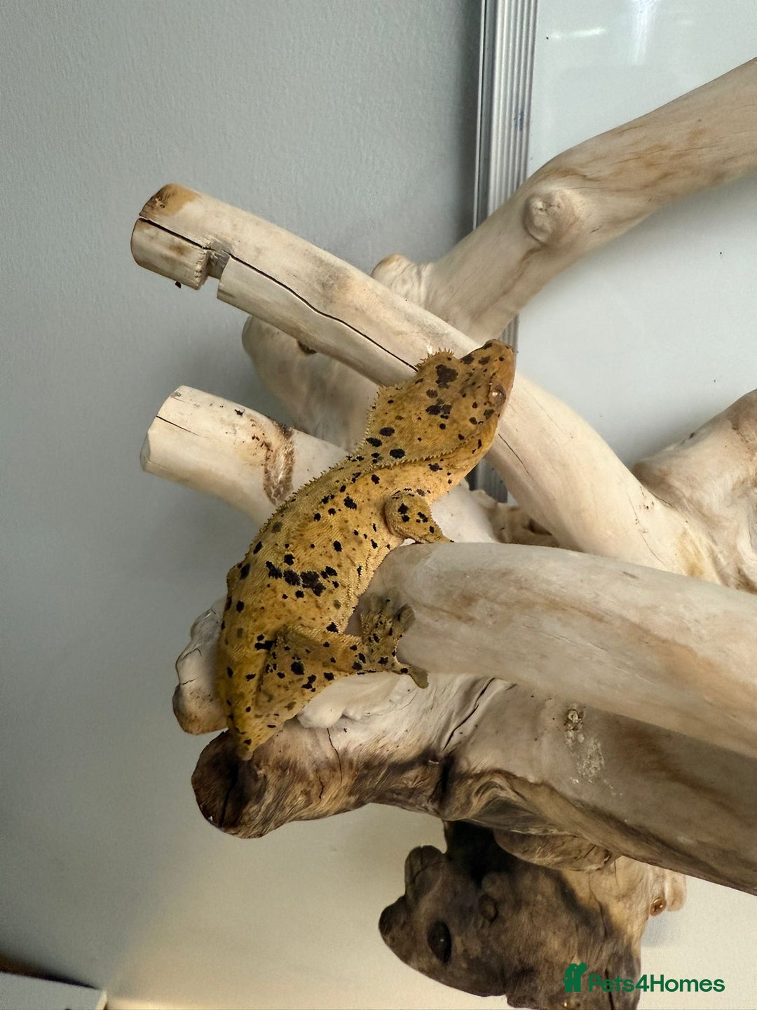 Gecko reptiles for sale: 2 x full paired crested gecko set ups available  - Advert 3