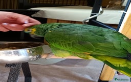 Parrots birds for sale: Jessie - Image 19