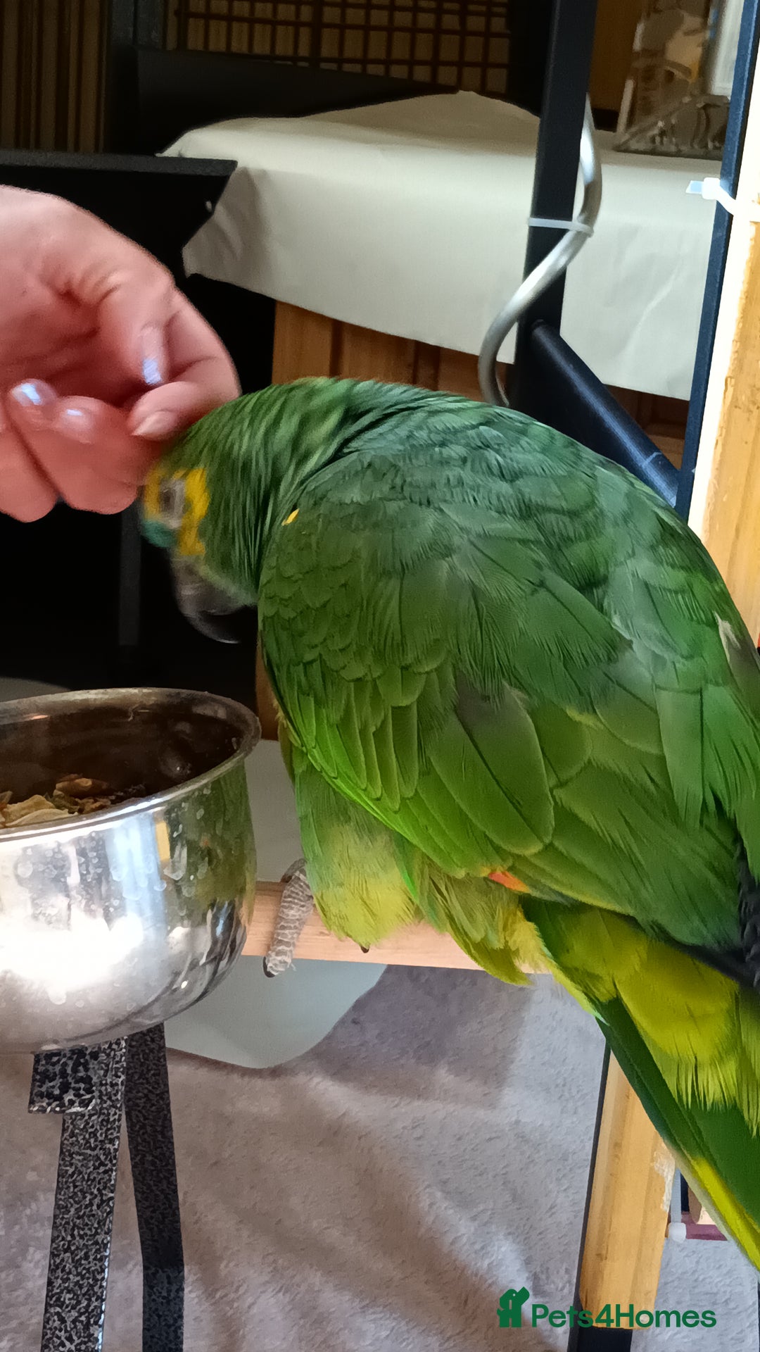 Parrots birds for sale: Jessie - Image 19