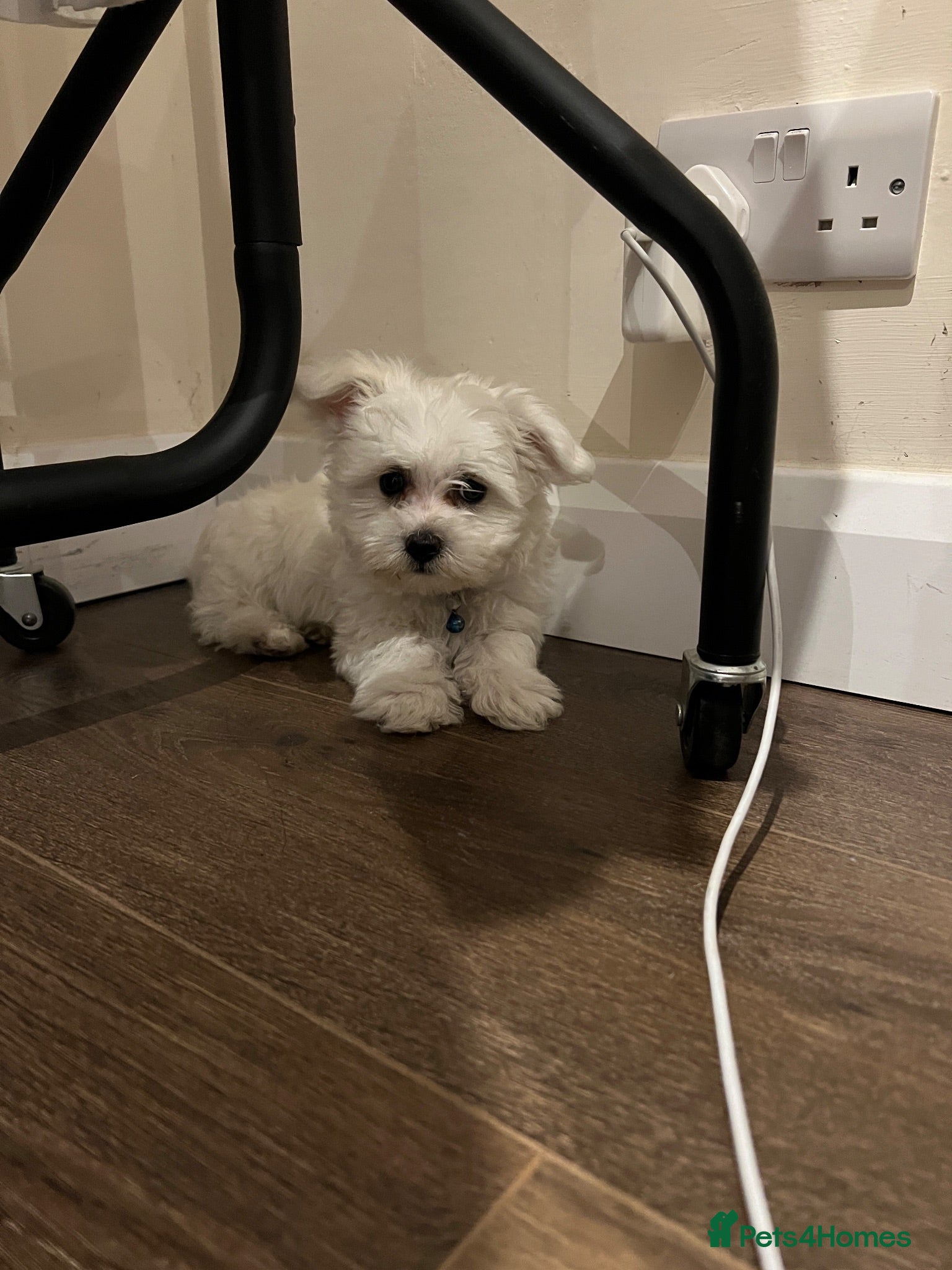 Mixed Breed dogs Bichon havanese - Advert 2