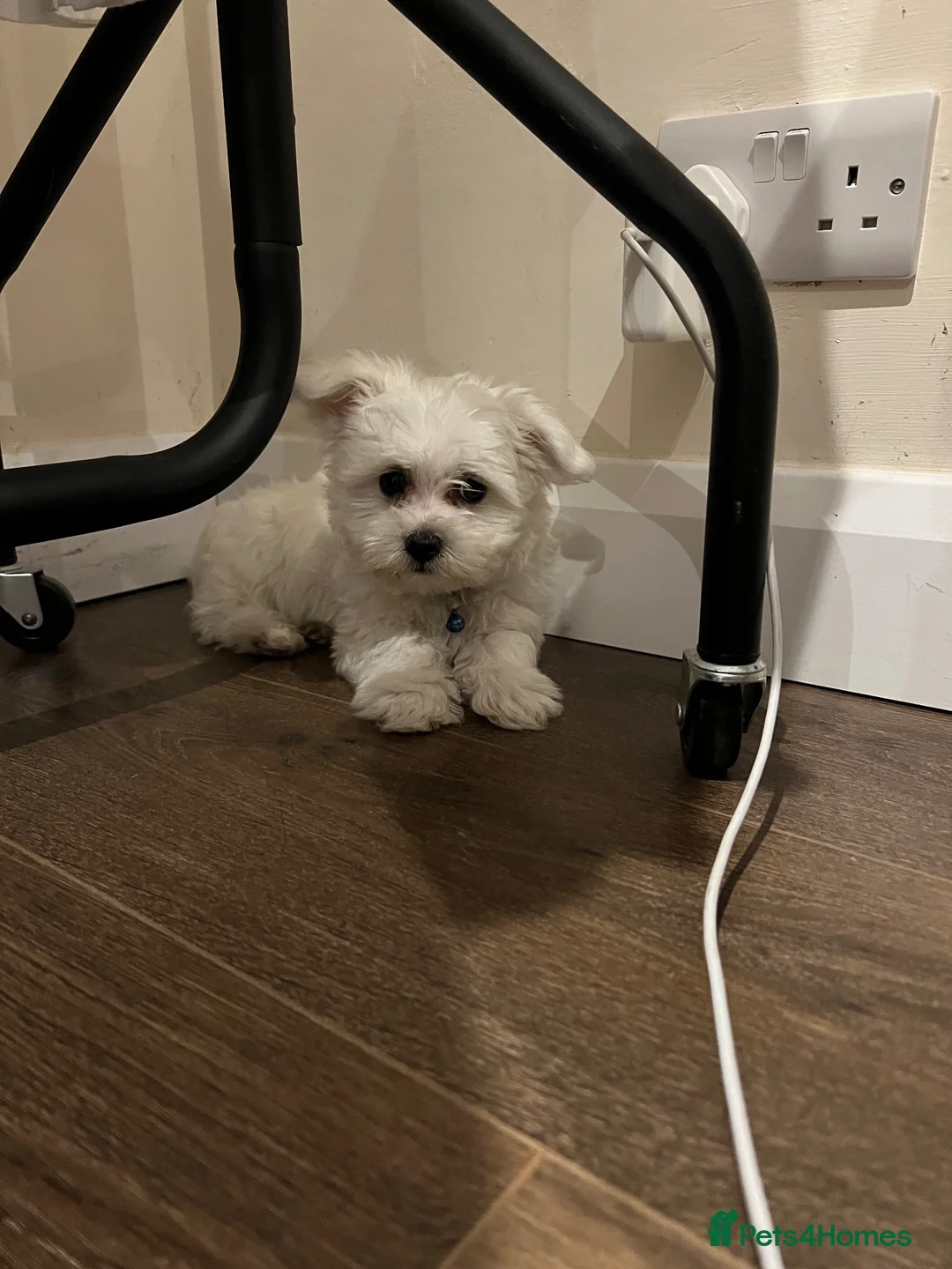 Mixed Breed dogs for sale: Bichon havanese - Advert 1