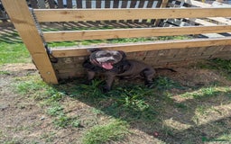 Staffordshire Bull Terrier dogs for sale: Blue staff for sale  - Image 27
