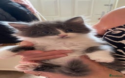 Mixed Breed cats for sale: Beautiful kittens  - Image 11
