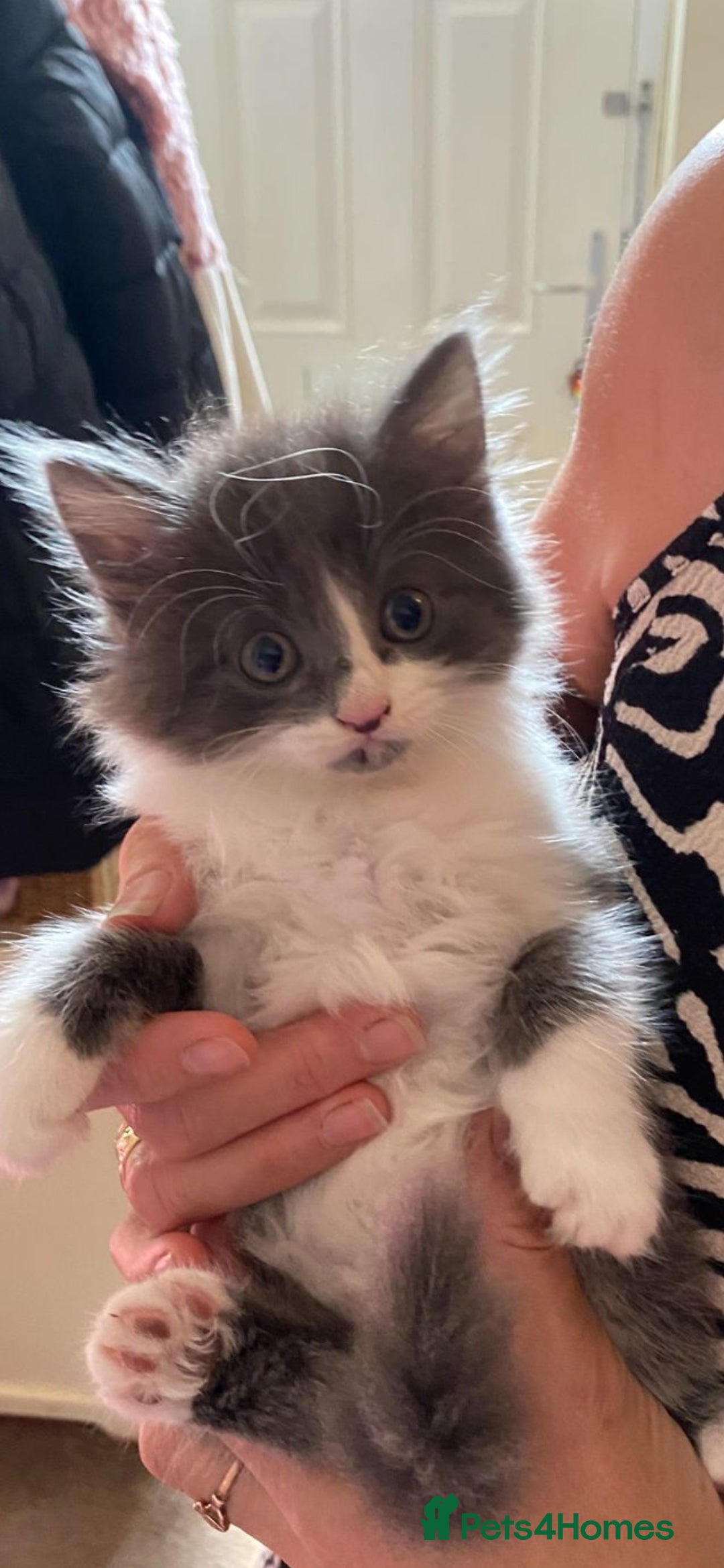 Mixed Breed cats for sale: Beautiful kittens  - Image 11